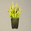 ほの暮しの庭_牧草の親株