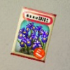 ほの暮しの庭_アヤメの種