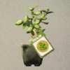 ほの暮しの庭_お茶の木の苗