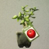 ほの暮しの庭_リンゴの苗木