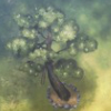 ほの暮しの庭_庭木_松