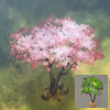 ほの暮しの庭_庭木_ハナミズキ