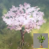 ほの暮しの庭_庭木_サクラ