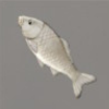ほの暮しの庭_魚_白いコイ