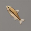 ほの暮しの庭_魚_アブラハヤ