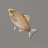 ほの暮しの庭_魚_タナゴ