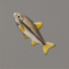 ほの暮しの庭_魚_カワムツ