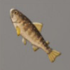 ほの暮しの庭_魚_ヤマトイワナ