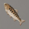 ほの暮しの庭_魚_アマゴ