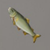 ほの暮しの庭_魚_アユ