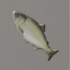 ほの暮しの庭_魚_サツキマス