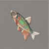ほの暮しの庭_魚_オイカワ