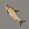 ほの暮しの庭_魚_ウグイ