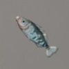 ほの暮しの庭_魚_ハリヨ