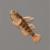 ほの暮しの庭_魚_ヨシノボリ