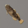 ほの暮しの庭_魚_カジカ