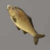 ほの暮しの庭_魚_コイ