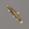 ほの暮しの庭_魚_ホトケドジョウ