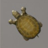 ほの暮しの庭_魚_イシガメ