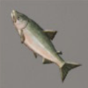 ほの暮しの庭_魚_サケ