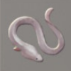ほの暮しの庭_魚_白いウナギ