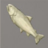 ほの暮しの庭_魚_白いイトウ
