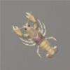 ほの暮しの庭_魚_白い二ホンザリガニ