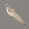 ほの暮しの庭_魚_白いナマズ