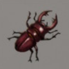 ほの暮しの庭_採取物_クワガタムシ