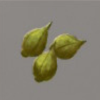 ほの暮しの庭_採取物_草の実