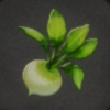 ほの暮しの庭_作物_カブ