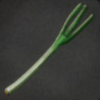 ほの暮しの庭_作物_白ネギ