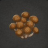 ほの暮しの庭_採取物_シメジ