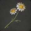 ほの暮しの庭_花_カモミール