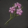 ほの暮しの庭_花_なでしこ