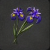 ほの暮しの庭_花_アヤメ