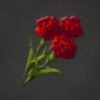 ほの暮しの庭_花_カーネーション
