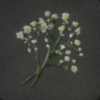 ほの暮しの庭_花_カスミソウ