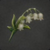 ほの暮しの庭_花_スズラン