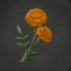 ほの暮しの庭_花_マリーゴールド