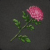 ほの暮しの庭_花_キク
