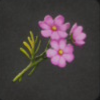 ほの暮しの庭_花_コスモス