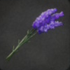 ほの暮しの庭_花_ラベンダー