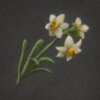 ほの暮しの庭_花_スイセン
