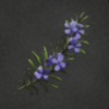 ほの暮しの庭_花_ローズマリー