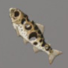 ほの暮しの庭_魚_祟られアマゴ