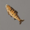 ほの暮しの庭_魚_ヤマメ